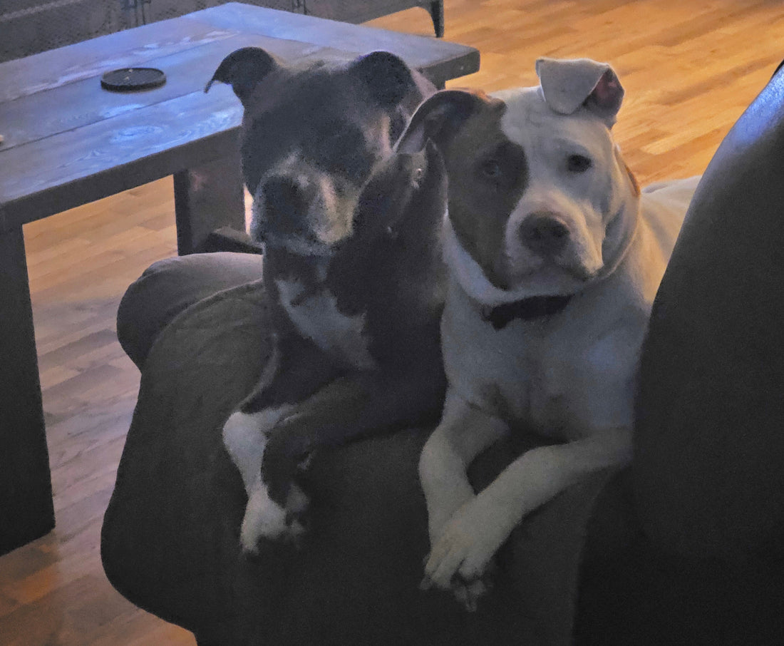 Pet Friendly Candles and What to Look for