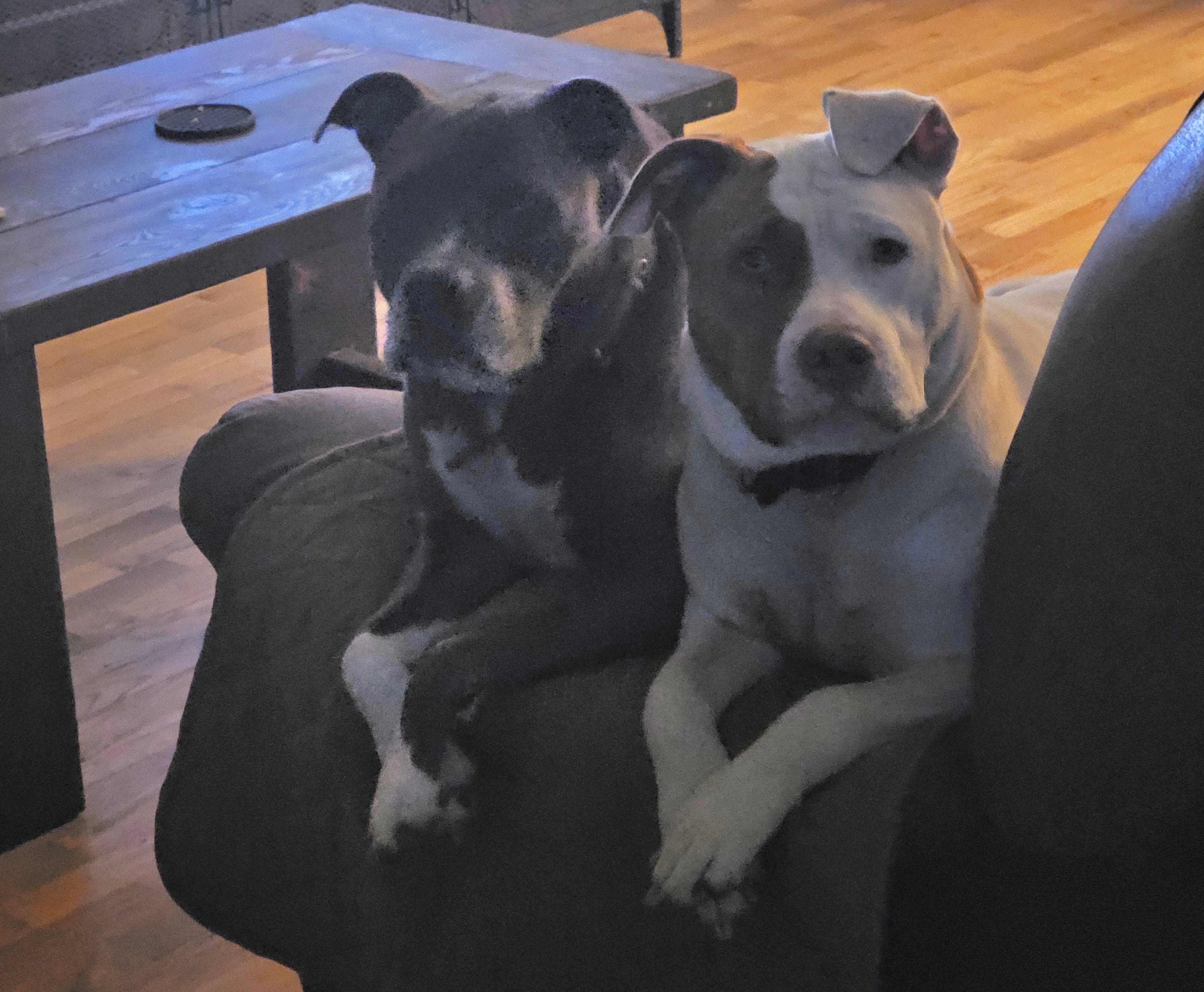 Pet Friendly Candles and What to Look for